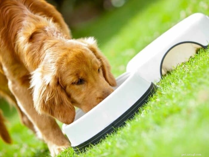 Golden Retriever Puppy Feeding Guide: How Much to Feed, Food Chart & Expert Tips
