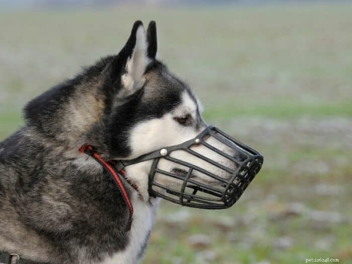 Effective Muzzle Training: When and How to Condition Your Dog Safely