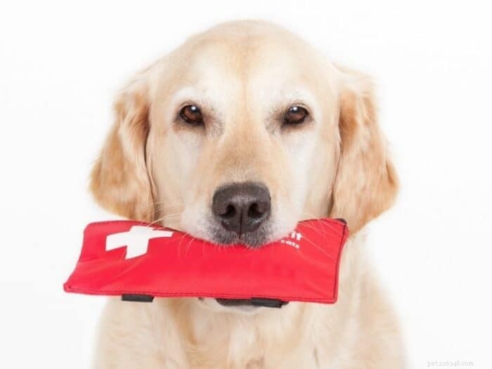 Are Dog DNA Kits Worth Your Investment? A Comprehensive Review