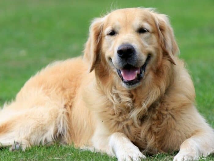 Do Golden Retrievers Shed? How Much They Shed—A Complete Guide