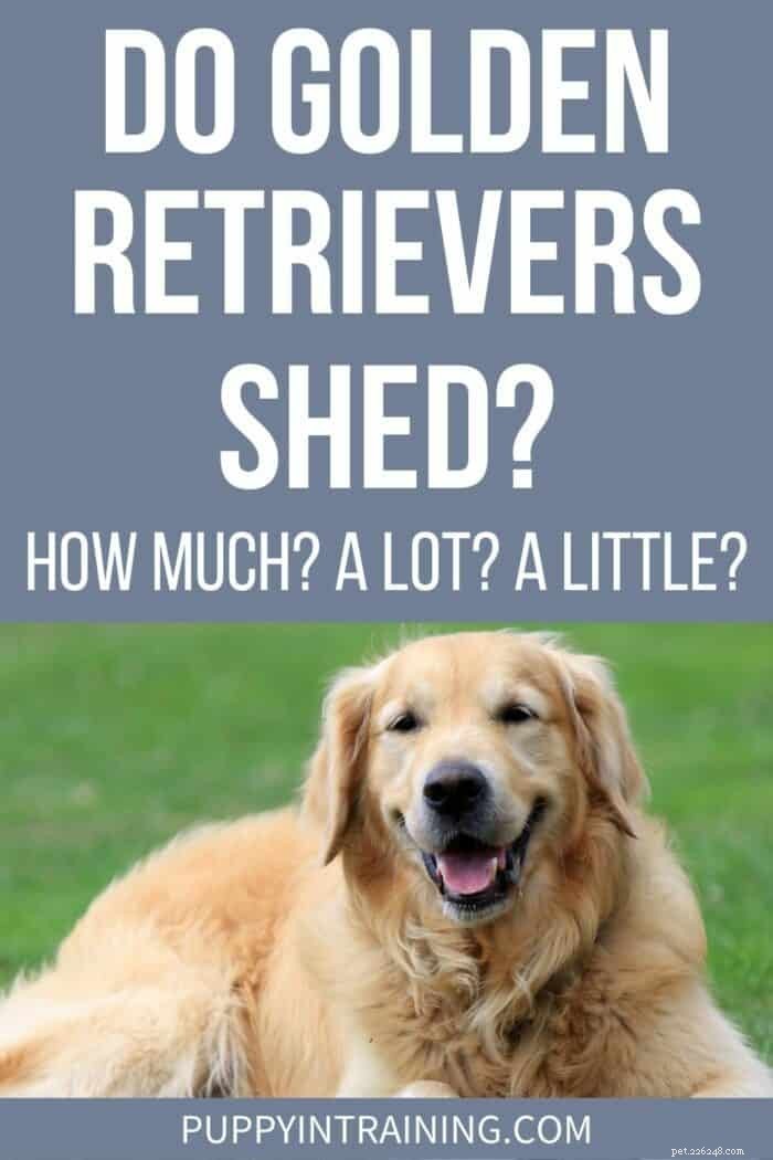 Do Golden Retrievers Shed? How Much They Shed—A Complete Guide