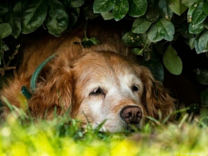 Essential Care Tips for Your Senior Golden Retriever