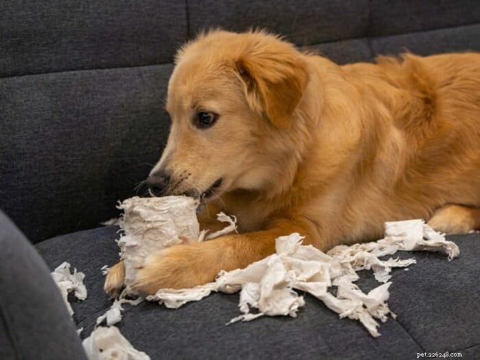 Common Golden Retriever Behavior Issues and Expert Solutions
