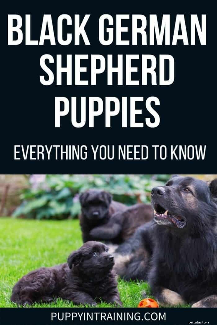 Black German Shepherd Puppies: A Comprehensive Guide to the Rare Breed