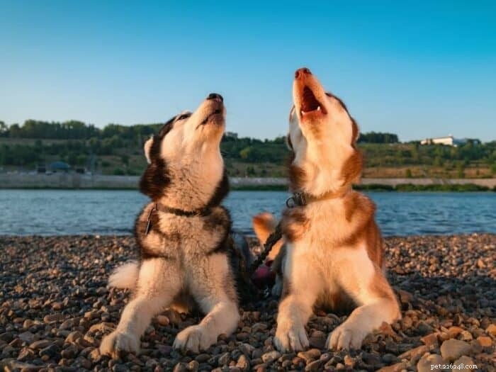How to Train Your Dog to Howl: Simple, Effective Methods