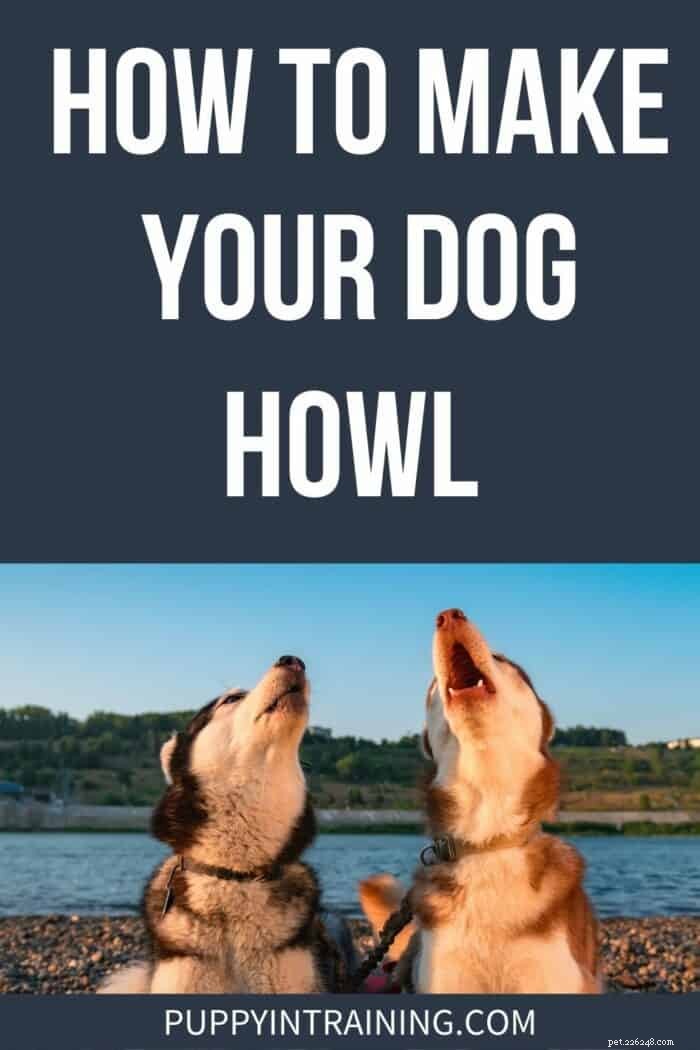 How to Train Your Dog to Howl: Simple, Effective Methods
