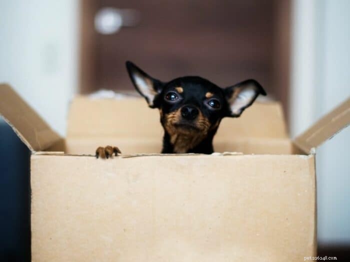 Seamless Relocation: A Proven Guide to Moving With Your Dog
