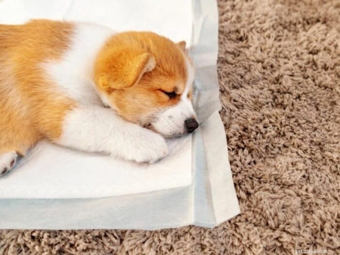 Efficient Apartment Puppy Potty Training: A Step-by-Step Guide
