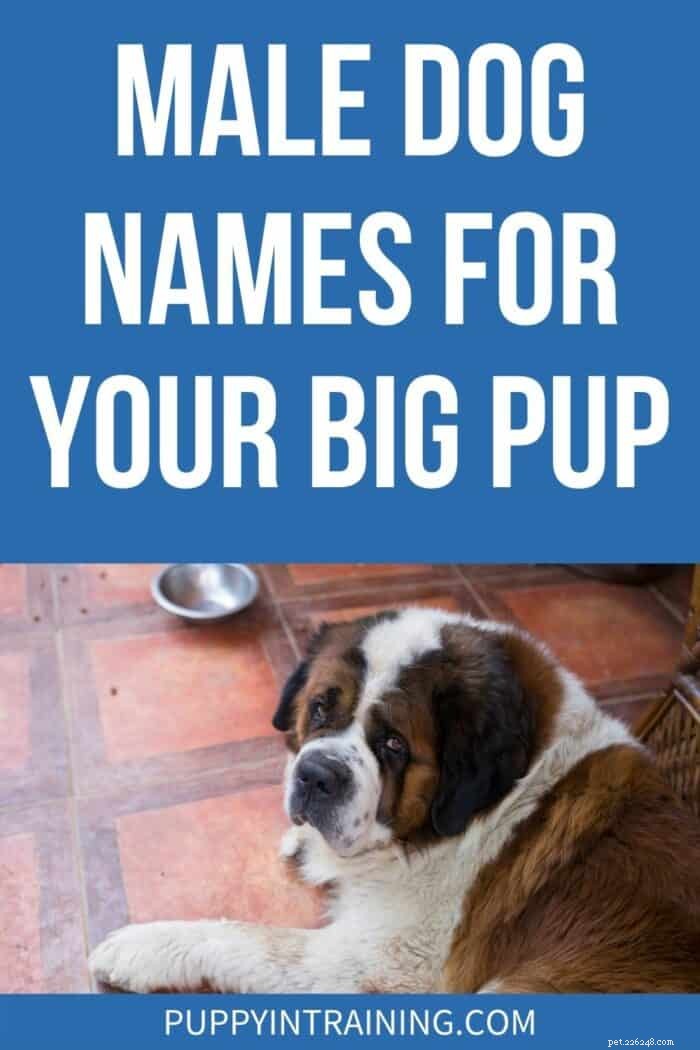 Choosing the Ideal Name for Your Gentle Giant Male Dog