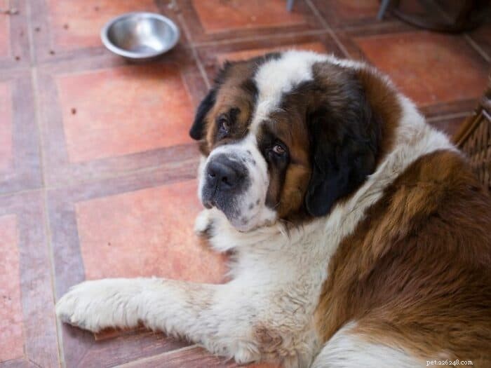 Choosing the Ideal Name for Your Gentle Giant Male Dog
