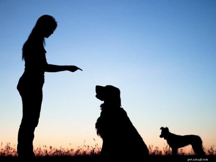 Train Your Dog to Stay Inside a Fence‑Free Yard Safely and Effectively