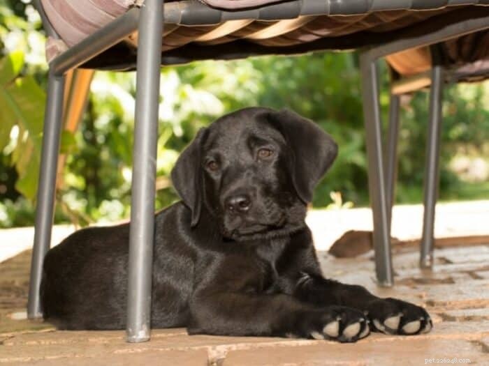 Over 1,000 A‑Letter Puppy Names: Find the Perfect Fit