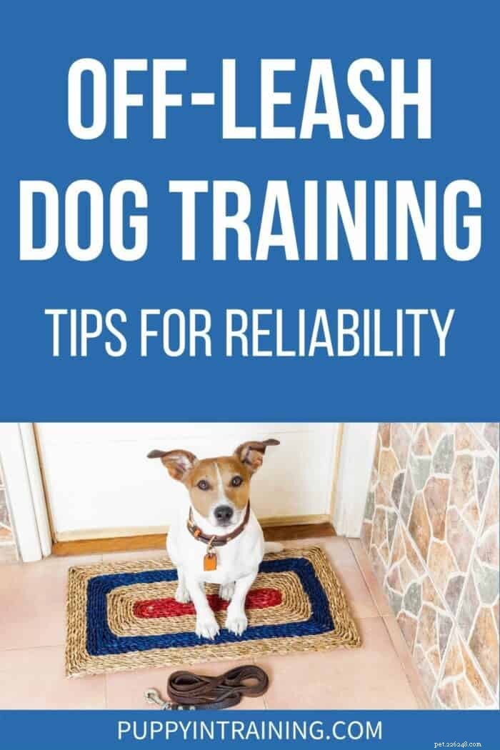 Mastering Off‑Leash Dog Training: Proven Tips for Reliable Voice Control