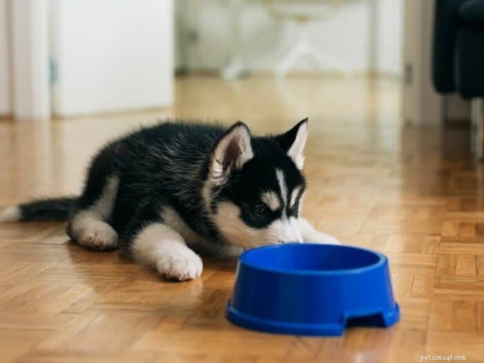 Solve the Picky Dog Problem: Why They Won’t Eat & How to Make Them Eat