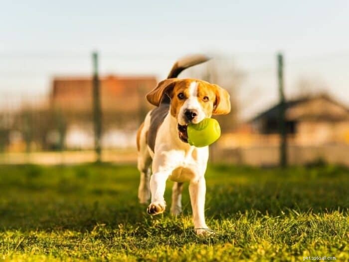 Teach Your Dog to Fetch: Proven Training Techniques for Reliable Retrieval