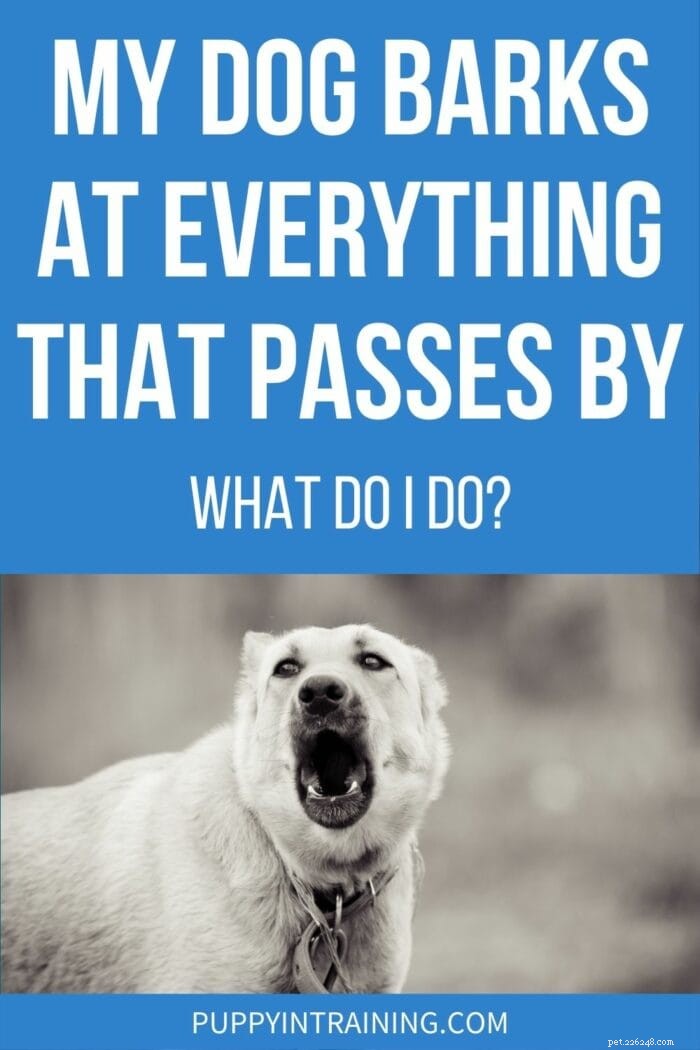 Stop Your Dog’s Constant Barking – Proven Strategies for a Quieter Home