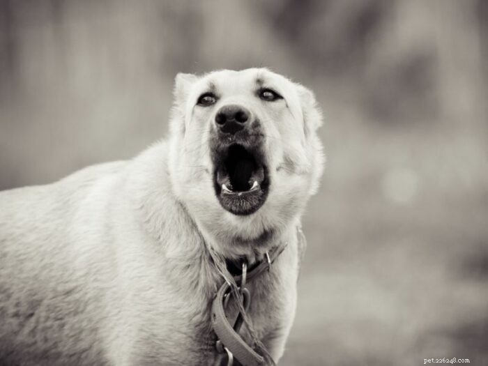 Stop Your Dog’s Constant Barking – Proven Strategies for a Quieter Home