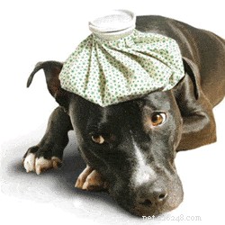 How to Spot a Canine Respiratory Infection in Your Dog