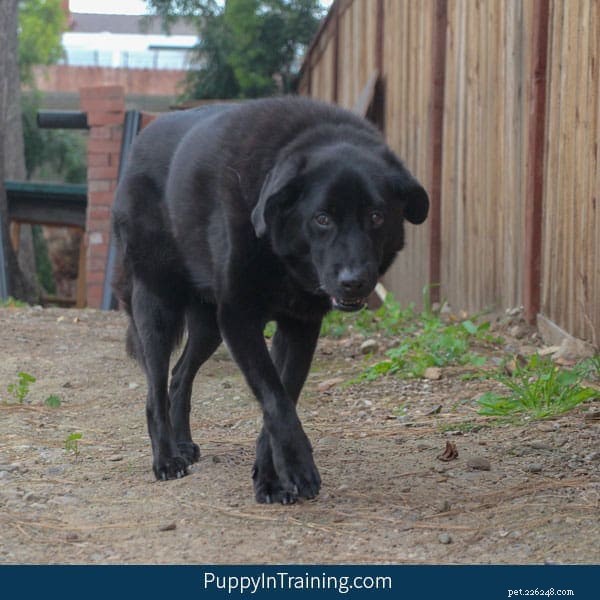 Senior Dogs & Vestibular Disease: Recognizing Disorientation, Unbalance, and Confusion