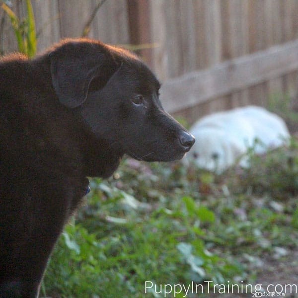 Senior Dogs & Vestibular Disease: Recognizing Disorientation, Unbalance, and Confusion