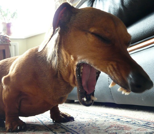 Step-by-Step Guide to Managing Kennel Cough in Dogs