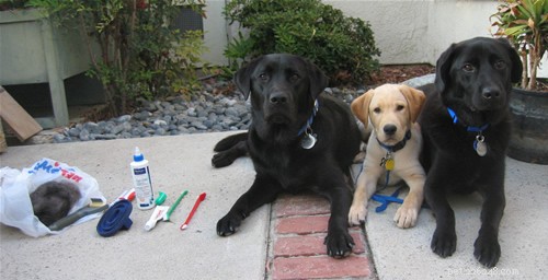 How Often Should You Groom Your Dog? Expert Tips for a Healthy Coat