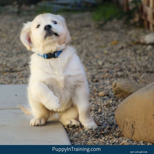 Top 5 Parasites Endangering Your Dog and How to Protect Them
