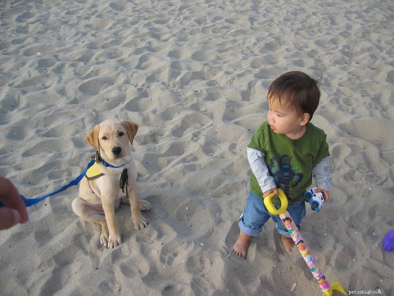 Why Raisins and Grapes Are Dangerous for Dogs: Essential Facts for Pet Owners