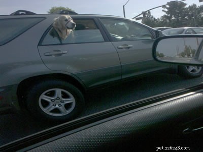 5 Key Reasons Dogs Love Sticking Their Heads Out the Car Window