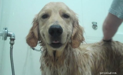 When Is the Right Time to Wash Your Dog? Expert Guide on Frequency