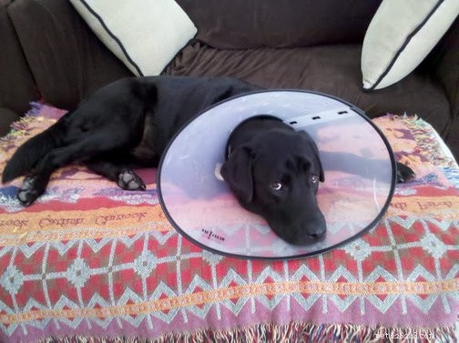 Expert Guide to Managing the Top 3 Puppy Health Issues