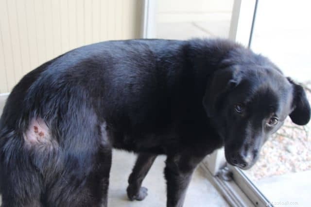 How to Treat Your Dog s Hot Spot: Quick, Safe, and Effective Steps