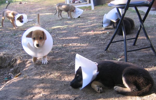 Meet the Coneheads! Premium Puppy Toys & Treats for Service Dogs