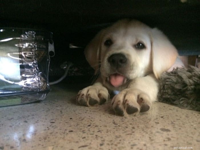 Kickstart 2016 with the Pet Blogger Challenge – 2016 Edition