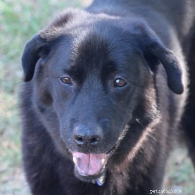 Discover Your Dog s Hidden Superpower: Unleash Their Unique Abilities