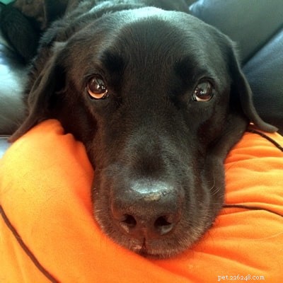 Discover Your Dog s Hidden Superpower: Unleash Their Unique Abilities