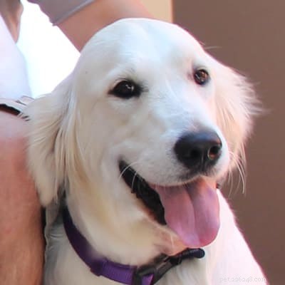 Discover Your Dog s Hidden Superpower: Unleash Their Unique Abilities