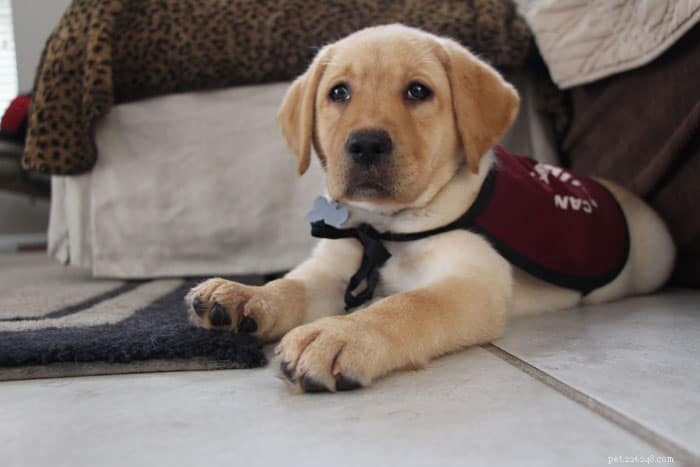 Unexpected Challenges at Service Dog Graduations