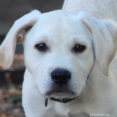 Discover Your Dog s Hidden Superpower: Unleash Their Unique Abilities