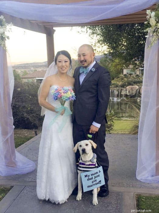 Can My Dog Be Part of Your Wedding? A Guide for Pet‑Loving Couples