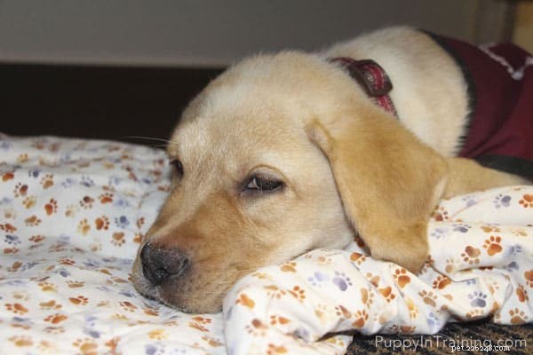 Key Milestones Your 4-Month-Old Puppy Should Reach