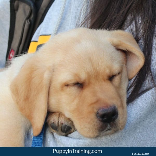 Key Milestones Your 4-Month-Old Puppy Should Reach