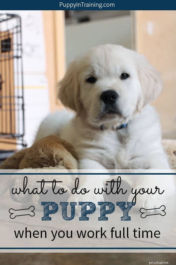 How to Care for Your Puppy While Working Full Time