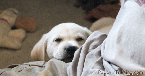How to Care for Your Puppy While Working Full Time