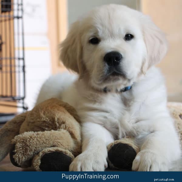 How to Care for Your Puppy While Working Full Time