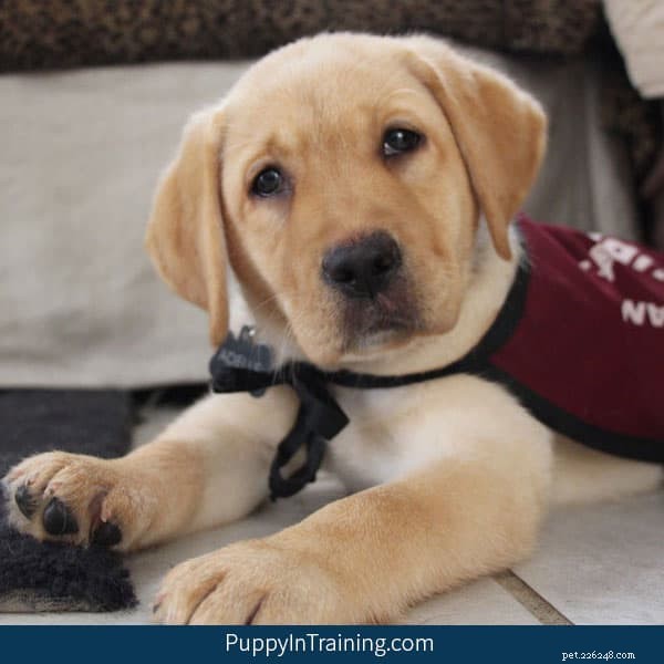 Adopting a Retired Service Dog or Career‑Change Guide Dog: A Step‑by‑Step Guide