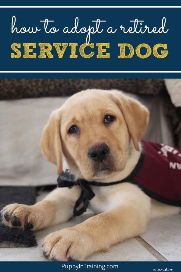 Adopting a Retired Service Dog or Career‑Change Guide Dog: A Step‑by‑Step Guide