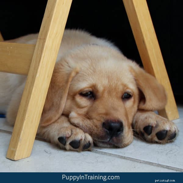 Adopting a Retired Service Dog or Career‑Change Guide Dog: A Step‑by‑Step Guide