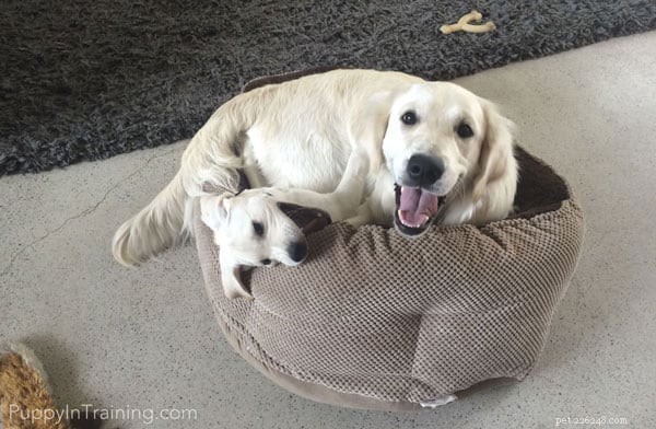 Understanding Puppy Play Biting: Why They Target Your Older Dog s Face (and How to Guide It Safely)