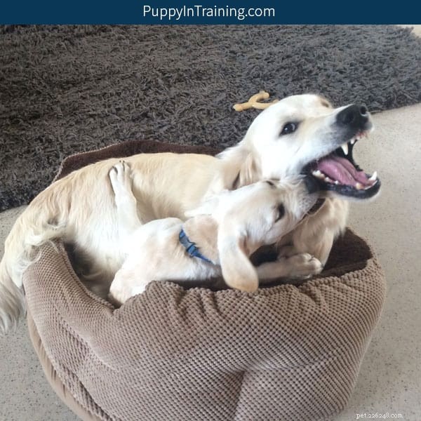 Understanding Puppy Play Biting: Why They Target Your Older Dog s Face (and How to Guide It Safely)
